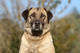 KANGAL 014